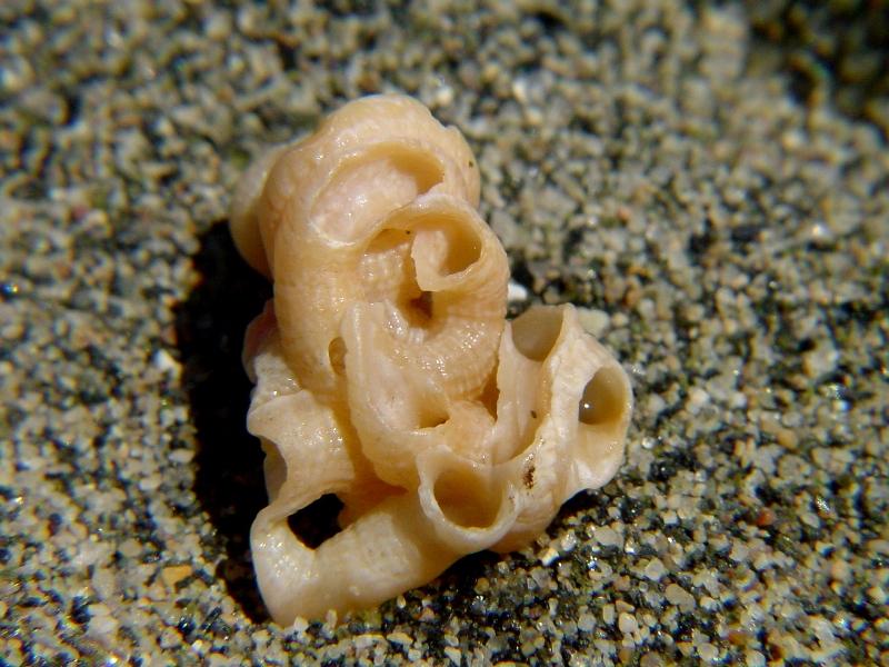 Petaloconchus glomeratus